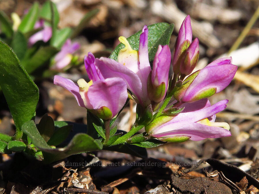 California milkwort (Polygala californica (Rhinotropis californica)) [Rough and Ready ACEC, Josephine County, Oregon]