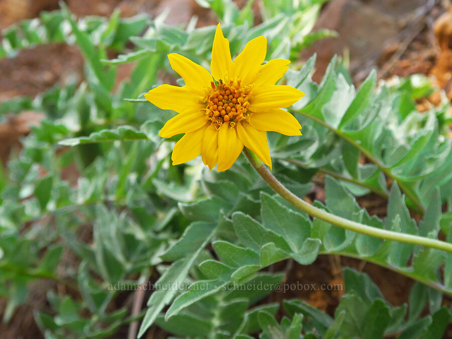 hybrid balsamroot (Balsamorhiza deltoidea x Balsamorhiza sericea) [Rough & Ready Creek Preserve, Josephine County, Oregon]