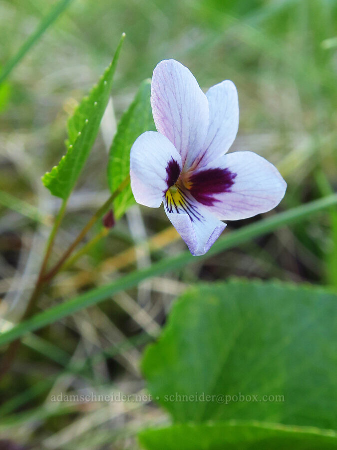 wedge-leaf violet (Viola cuneata) [Rough & Ready Creek Preserve, Josephine County, Oregon]