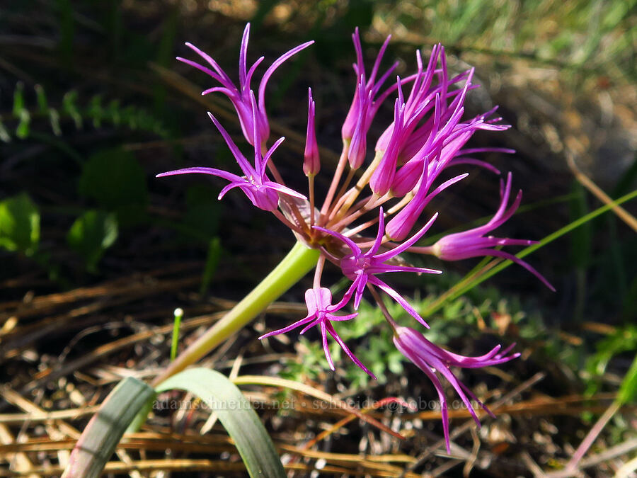 sickle-leaf onion (Allium falcifolium) [Rough & Ready Creek Preserve, Josephine County, Oregon]