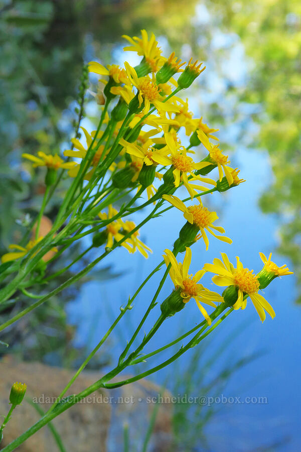 Siskiyou ragwort (Packera macounii (Senecio fastigatus)) [Rough & Ready Creek Preserve, Josephine County, Oregon]