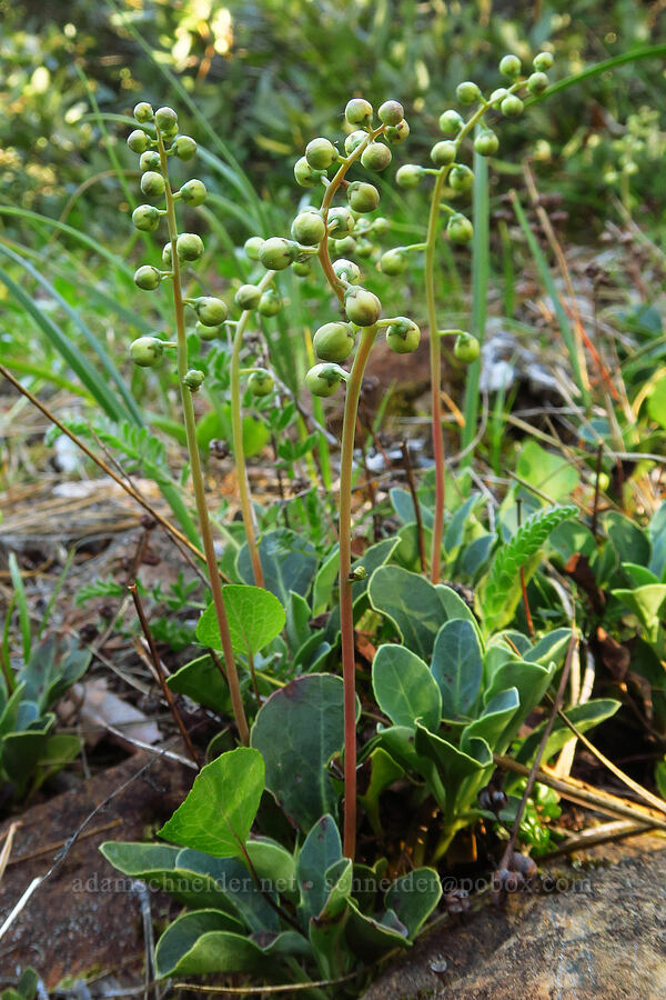 tooth-leaf pyrola (Pyrola dentata (Pyrola picta)) [Rough & Ready Creek Preserve, Josephine County, Oregon]