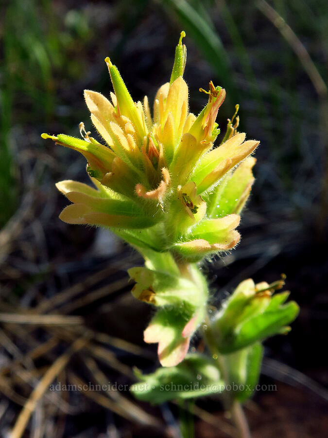 short-lobed paintbrush (Castilleja brevilobata (Castilleja hispida ssp. brevilobata)) [Rough & Ready Creek Preserve, Josephine County, Oregon]