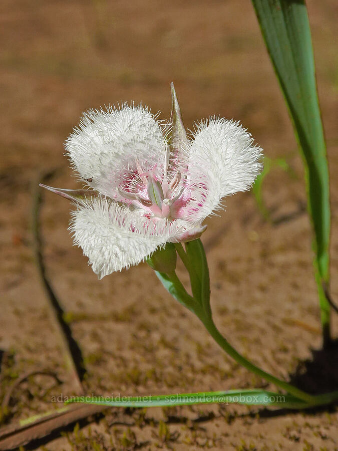 pink Tolmie's mariposa lily (Calochortus tolmiei) [Rough & Ready Creek Preserve, Josephine County, Oregon]