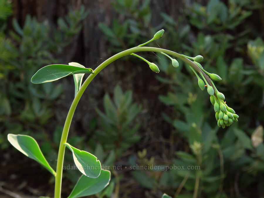 Howell's jewelflower, budding (Streptanthus howellii) [Rough & Ready Creek Preserve, Josephine County, Oregon]