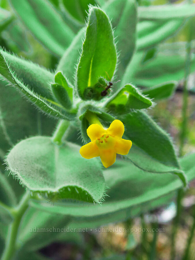 California puccoon (Lithospermum californicum) [Rough & Ready Creek Preserve, Josephine County, Oregon]