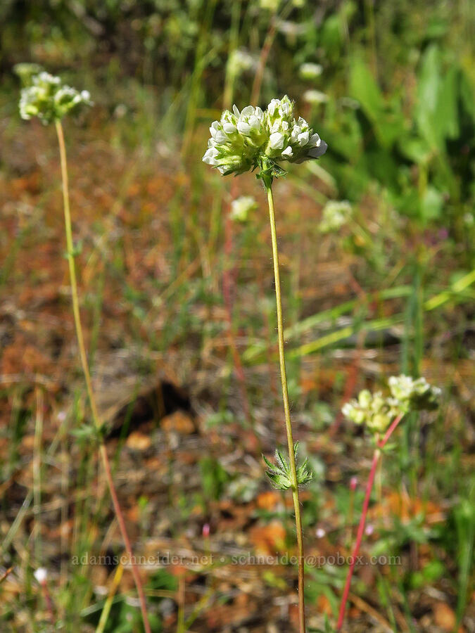 Josephine horkelia (Horkelia congesta ssp. nemorosa) [Rough & Ready Creek Preserve, Josephine County, Oregon]