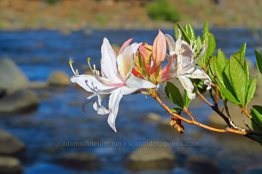 western azalea (Rhododendron occidentale) [Rough and Ready Botanical Area, Rogue River-Siskiyou National Forest, Josephine County, Oregon]