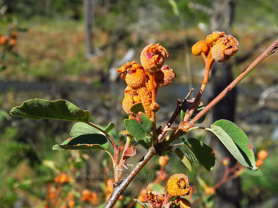 rust fungus on serviceberries (Amelanchier sp.) [Rough and Ready Botanical Area, Rogue River-Siskiyou National Forest, Josephine County, Oregon]