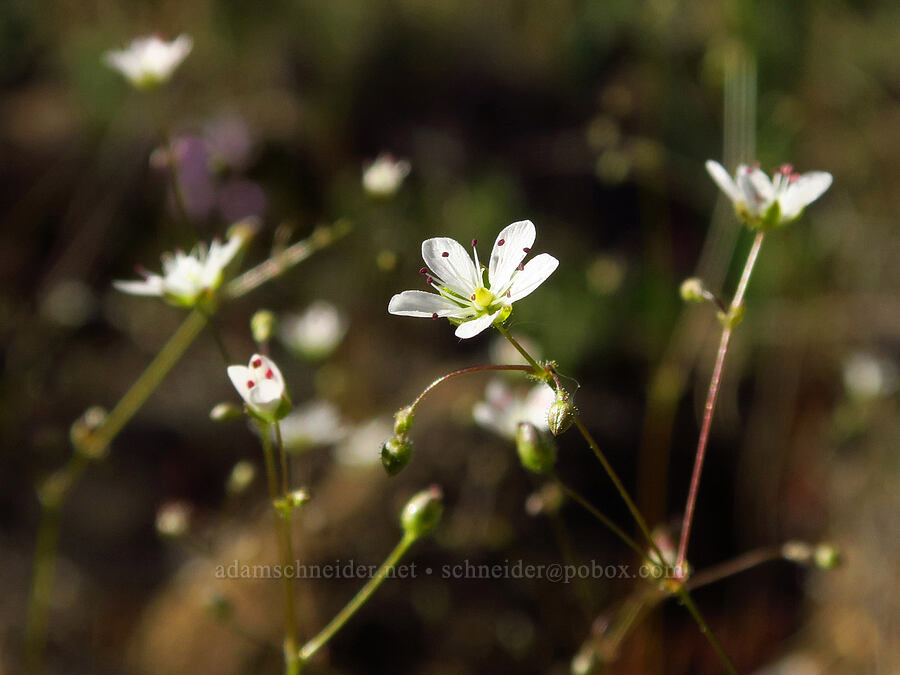 Howell's sandwort (Minuartia howellii (Sabulina howellii) (Arenaria howellii)) [Rough and Ready Botanical Area, Rogue River-Siskiyou National Forest, Josephine County, Oregon]