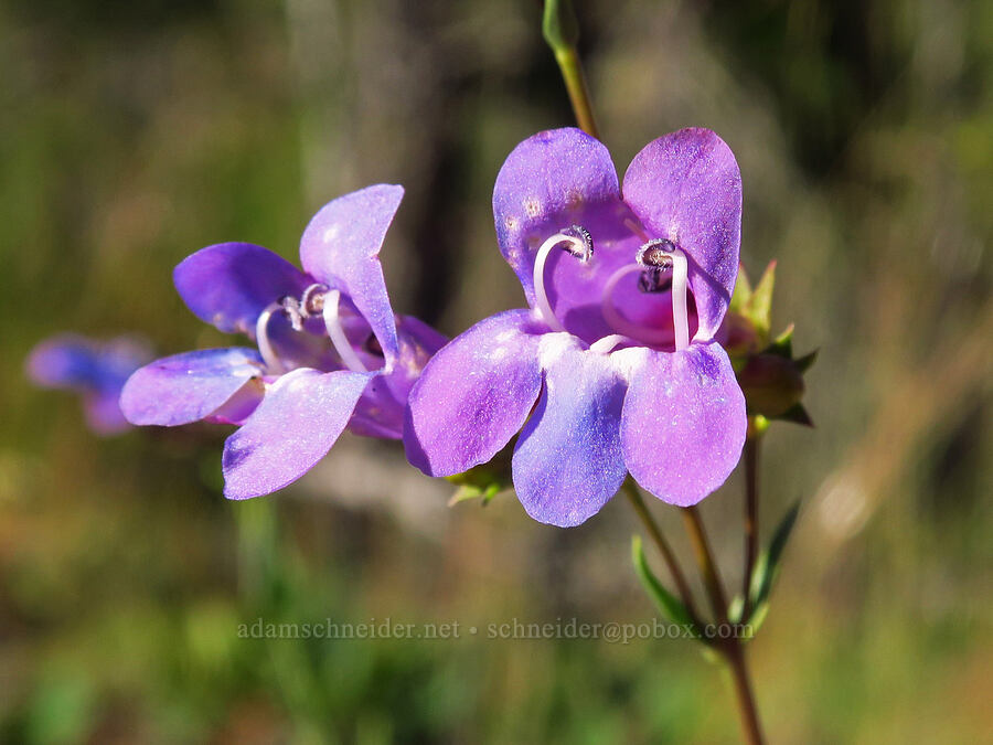 azure penstemon (Penstemon azureus var. azureus) [Rough and Ready Botanical Area, Rogue River-Siskiyou National Forest, Josephine County, Oregon]