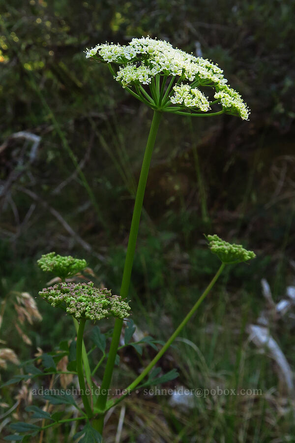 celery-leaf lovage (Ligusticum apiifolium) [Rough and Ready Botanical Area, Rogue River-Siskiyou National Forest, Josephine County, Oregon]