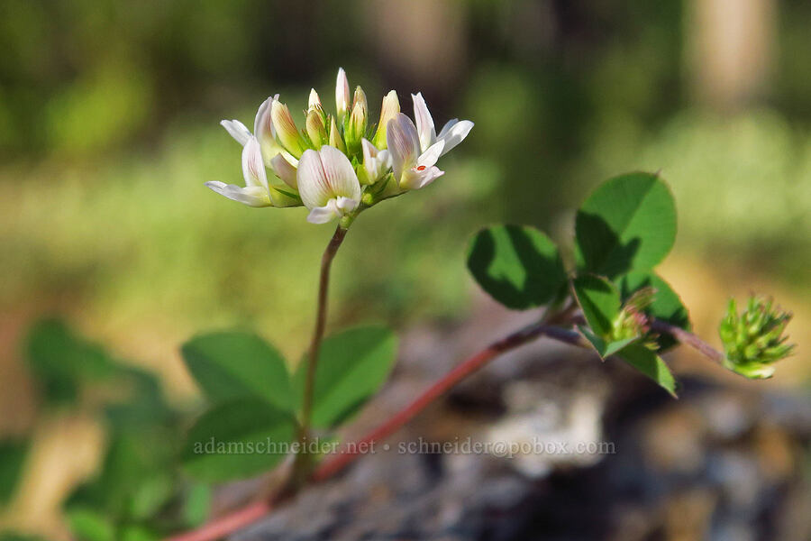 Brewer's clover (Trifolium breweri) [Rough & Ready Creek Preserve, Josephine County, Oregon]