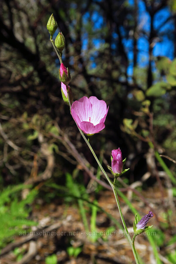 dwarf checker-bloom (harsh checker-mallow) (Sidalcea asprella (Sidalcea malviflora ssp. asprella)) [Rough & Ready Creek Preserve, Josephine County, Oregon]