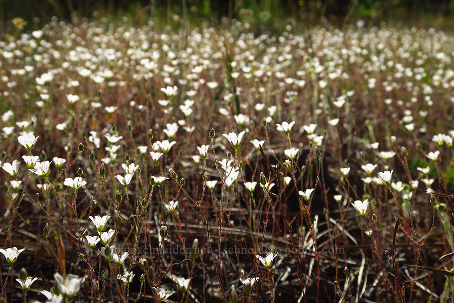 Douglas' stitchwort (Minuartia douglasii (Sabulina douglasii) (Arenaria douglasii)) [Rough and Ready Botanical Area, Rogue River-Siskiyou National Forest, Josephine County, Oregon]