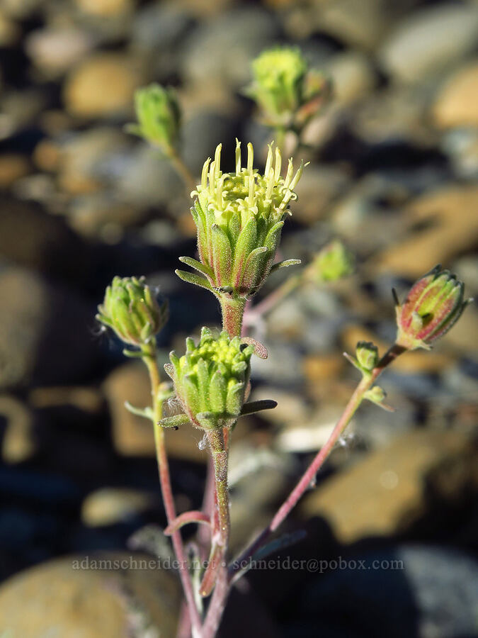 Douglas' pincushion (Chaenactis douglasii) [Rough and Ready Botanical Area, Rogue River-Siskiyou National Forest, Josephine County, Oregon]