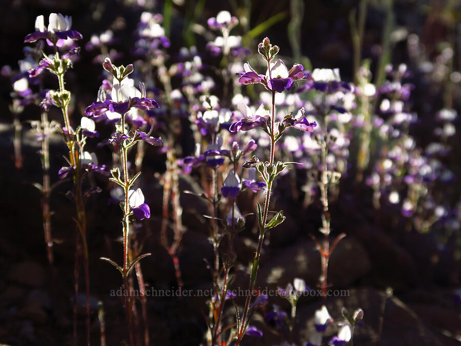 narrow-leaf blue-eyed-Mary (Collinsia linearis (Collinsia rattanii var. linearis)) [Rough and Ready Botanical Area, Rogue River-Siskiyou National Forest, Josephine County, Oregon]