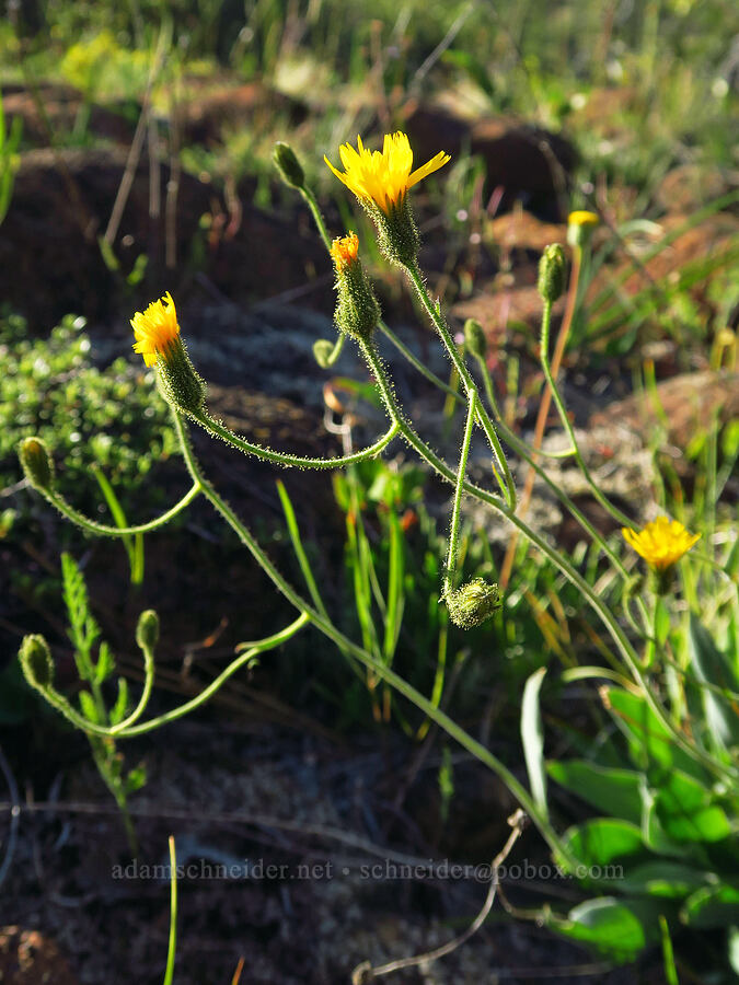 Parry's hawkweed (Hieracium parryi) [Rough and Ready Botanical Area, Rogue River-Siskiyou National Forest, Josephine County, Oregon]