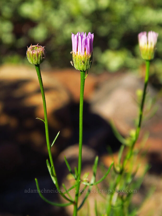 leafy fleabane (Erigeron foliosus var. confinis) [Rough and Ready Botanical Area, Rogue River-Siskiyou National Forest, Josephine County, Oregon]