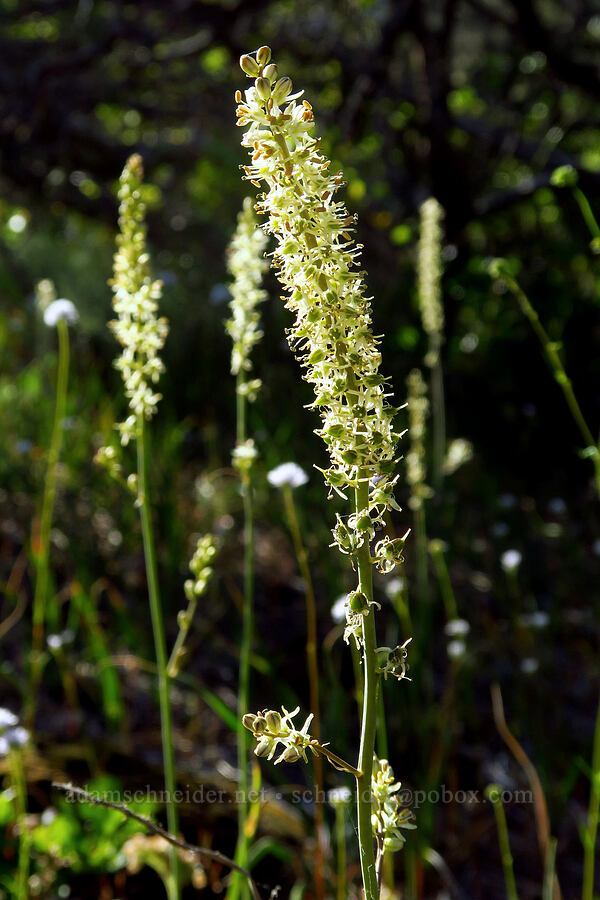 Klamath rush-lily (Hastingsia serpentinicola (Hastingsia alba)) [Rough and Ready Botanical Area, Rogue River-Siskiyou National Forest, Josephine County, Oregon]