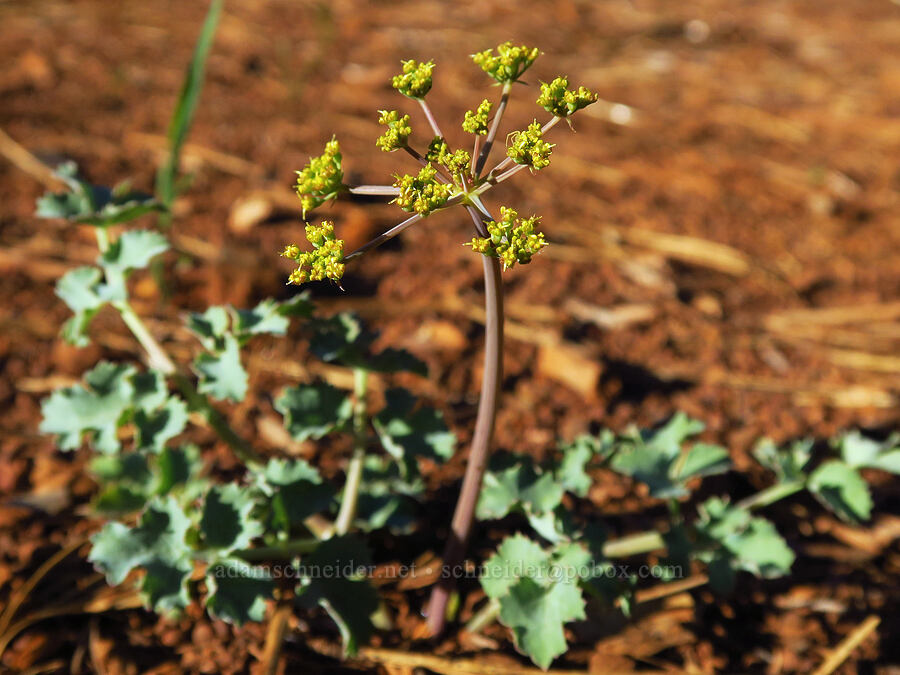 Howell's desert parsley (Lomatium howellii) [Rough and Ready Botanical Area, Rogue River-Siskiyou National Forest, Josephine County, Oregon]