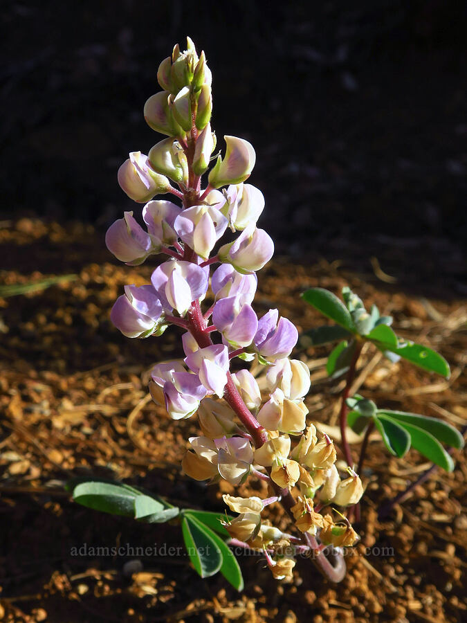 Plumas lupine (Lupinus onustus) [Rough and Ready Botanical Area, Rogue River-Siskiyou National Forest, Josephine County, Oregon]