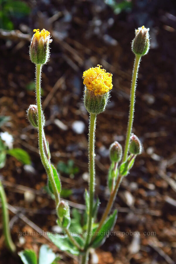 Klamath arnica (Arnica spathulata) [Rough and Ready Botanical Area, Rogue River-Siskiyou National Forest, Josephine County, Oregon]