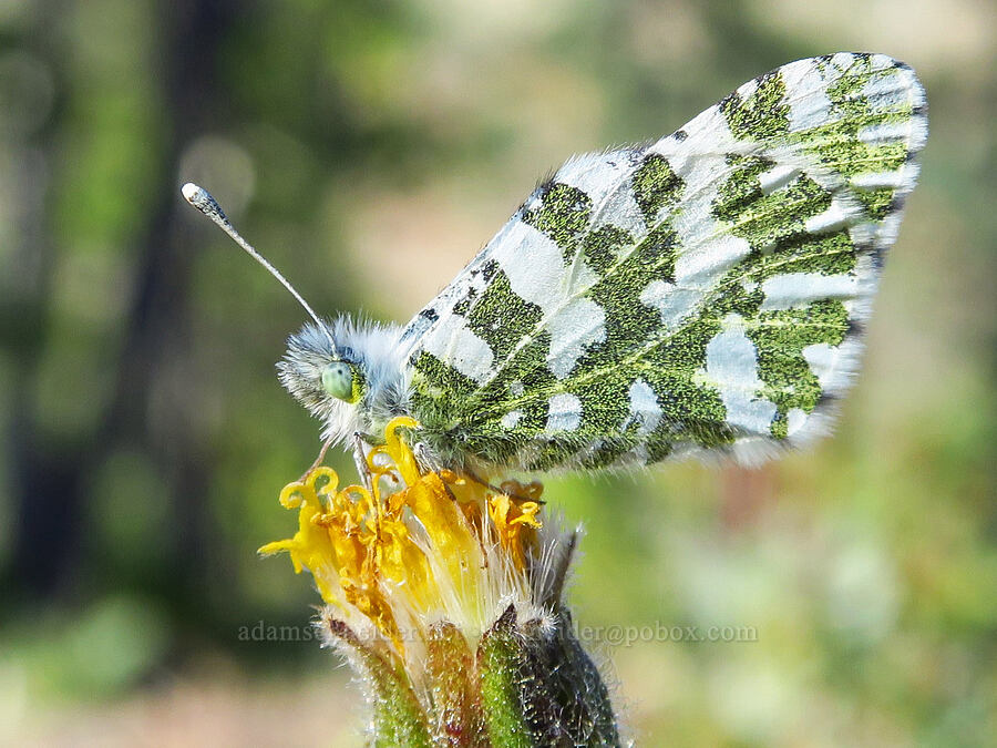 California marbled butterfly (Euchloe hyantis) [Rough and Ready Botanical Area, Rogue River-Siskiyou National Forest, Josephine County, Oregon]