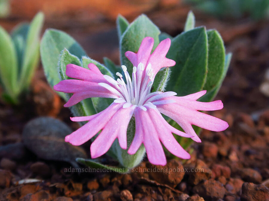 Hooker's Indian-pink (Silene hookeri ssp. hookeri) [Rough and Ready Botanical Area, Rogue River-Siskiyou National Forest, Josephine County, Oregon]