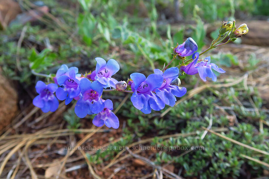 azure penstemon (Penstemon azureus var. azureus) [Rough and Ready Botanical Area, Rogue River-Siskiyou National Forest, Josephine County, Oregon]