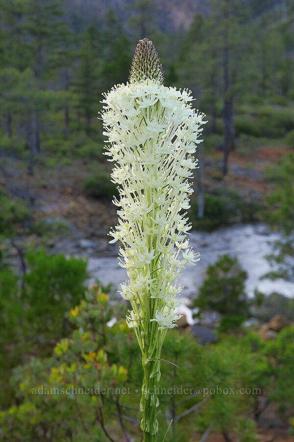 beargrass (Xerophyllum tenax) [Rough and Ready Botanical Area, Rogue River-Siskiyou National Forest, Josephine County, Oregon]