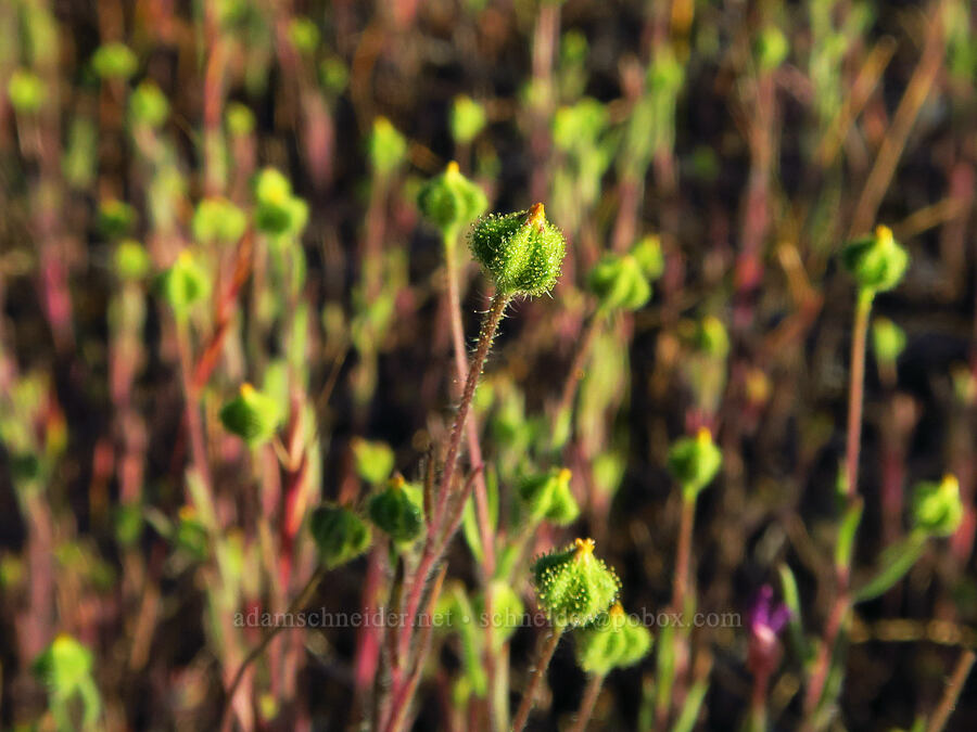 little tarweed (Madia exigua) [Rough and Ready State Natural Site, Josephine County, Oregon]