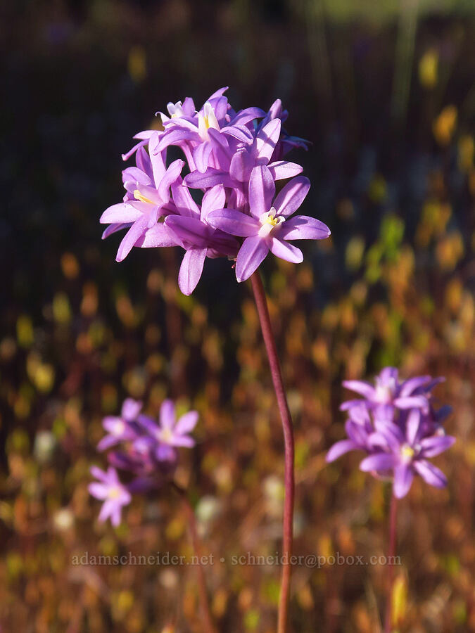 round-tooth ookow (Dichelostemma multiflorum (Brodiaea multiflora)) [Rough and Ready State Natural Site, Josephine County, Oregon]