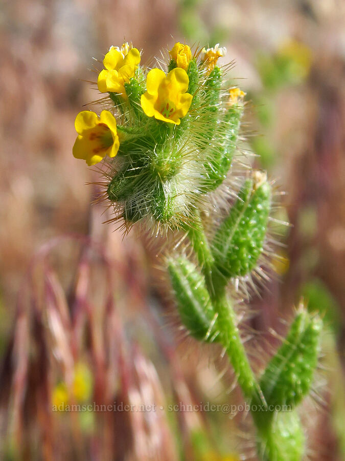 bristly fiddleneck (Amsinckia tessellata) [Horn Rapids Park, Benton County, Washington]