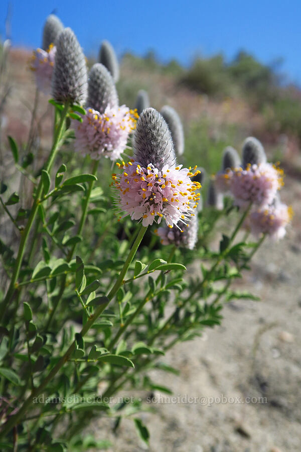 pale pink prairie-clover (Dalea ornata) [Horn Rapids Park, Benton County, Washington]