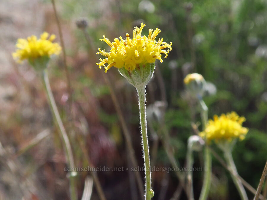 Columbia cut-leaf (thread-leaf sunflower) (Hymenopappus filifolius) [Horn Rapids Park, Benton County, Washington]