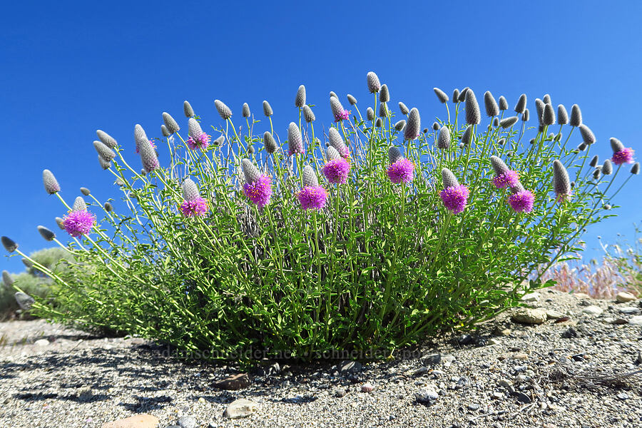 western prairie-clover (Dalea ornata) [Horn Rapids Park, Benton County, Washington]