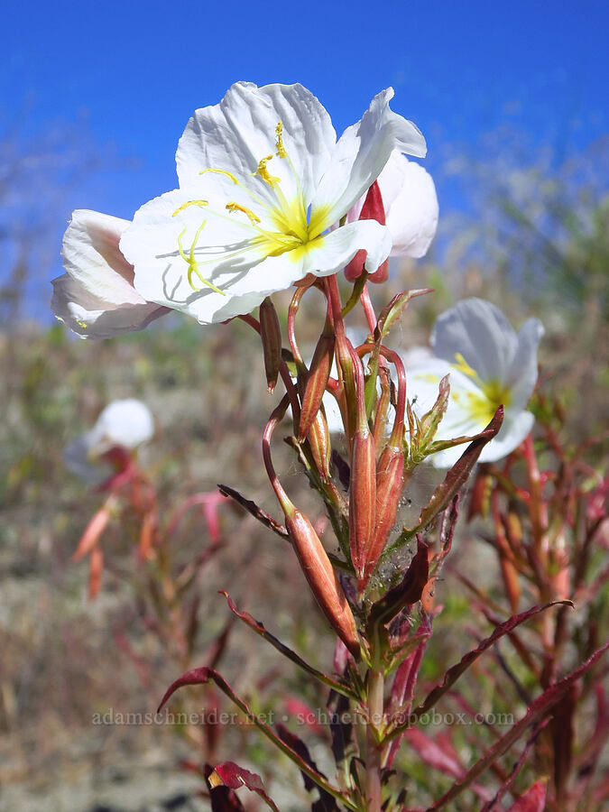 pale evening-primrose (Oenothera pallida) [Horn Rapids Park, Benton County, Washington]