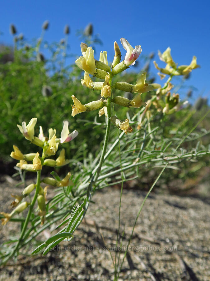 woody-pod milk-vetch (Astragalus sclerocarpus) [Horn Rapids Park, Benton County, Washington]