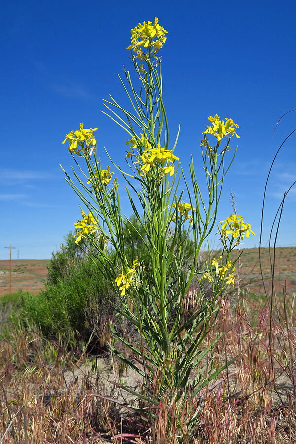 wallflower (which?) (Erysimum sp.) [Horn Rapids Park, Benton County, Washington]