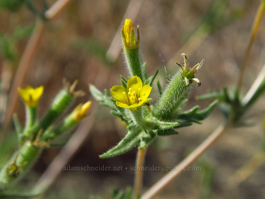 blazing-star (which?) (Mentzelia sp.) [Horn Rapids Park, Benton County, Washington]