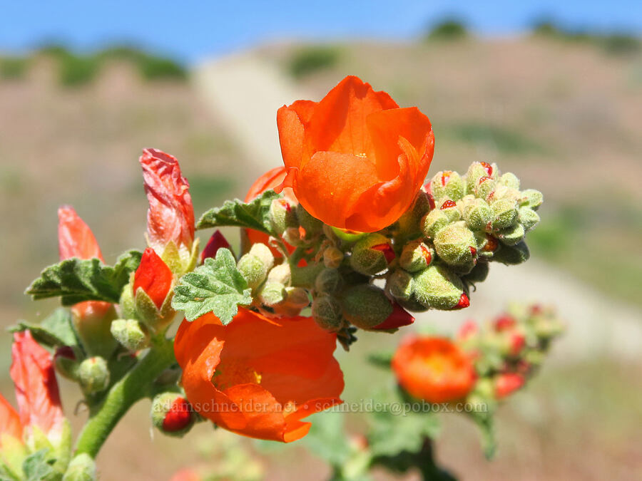 white-stem globe-mallow (Sphaeralcea munroana) [Horn Rapids Park, Benton County, Washington]