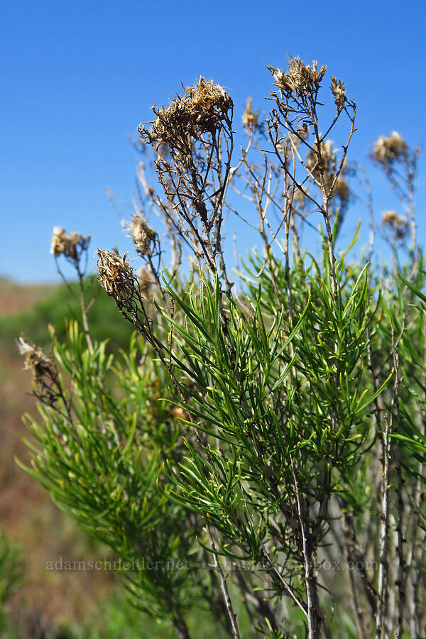 last year's yellow rabbitbrush flowers (Chrysothamnus viscidiflorus (Ericameria viscidiflora)) [Horn Rapids Park, Benton County, Washington]