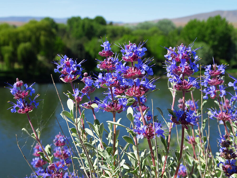 purple sage (Salvia dorrii) [Horn Rapids Park, Benton County, Washington]