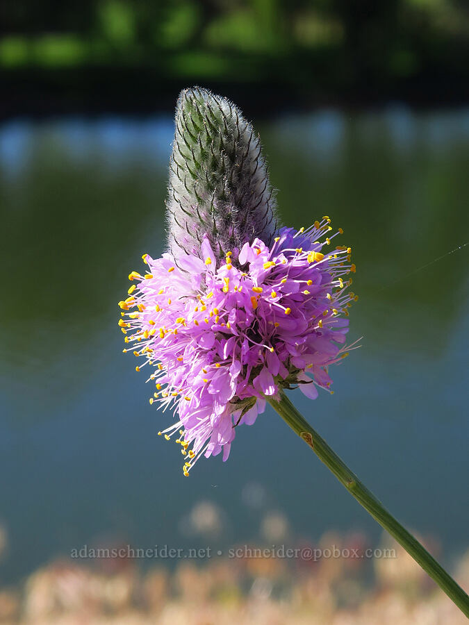 western prairie-clover (Dalea ornata) [Horn Rapids Park, Benton County, Washington]