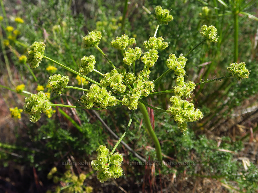 turpentine spring-parsley, going to seed (Cymopterus terebinthinus (Pteryxia terebinthina)) [Horn Rapids Park, Benton County, Washington]