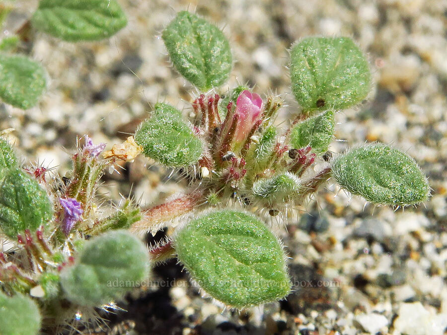 Nuttall's crinkle-mat (sand-mat) (Tiquilia nuttallii) [Horn Rapids Park, Benton County, Washington]