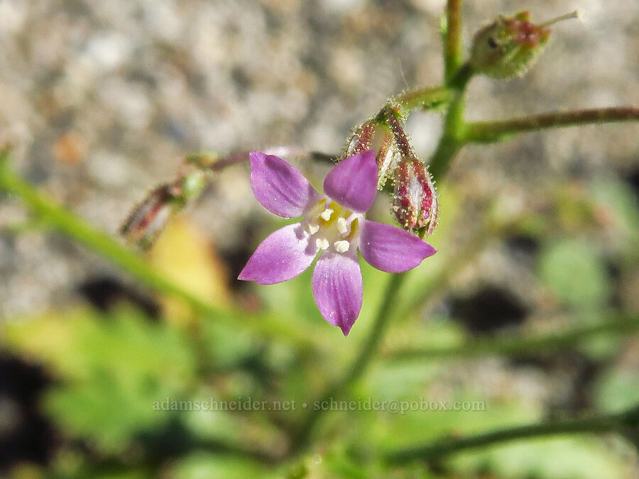 Lott's gilia (Aliciella lottiae (Gilia lottiae)) [Horn Rapids Park, Benton County, Washington]