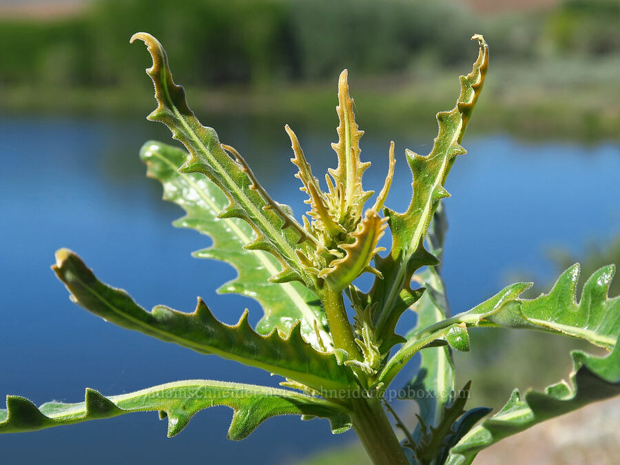 giant blazing-star leaves (Mentzelia laevicaulis) [Horn Rapids Park, Benton County, Washington]