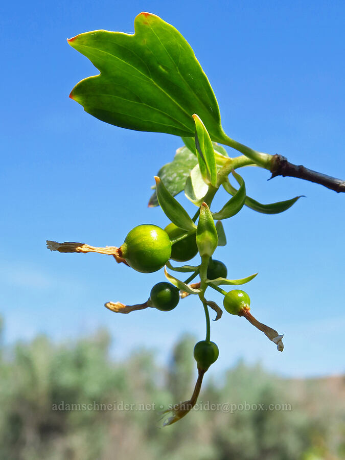 golden currant berries (Ribes aureum) [Horn Rapids Park, Benton County, Washington]